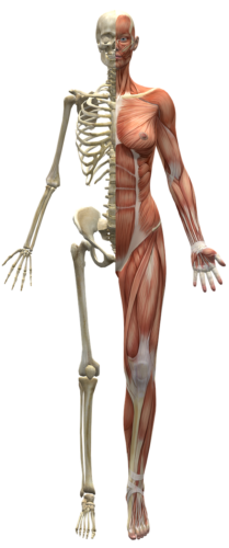 muscles, skeleton, half body-2277447.jpg