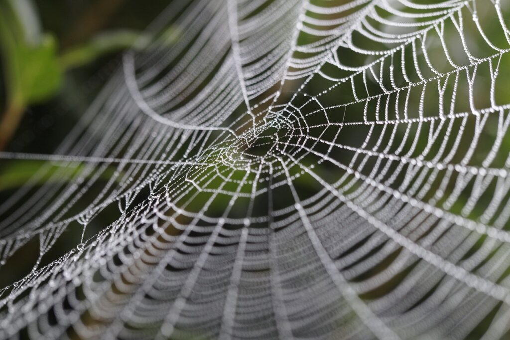 spider web, wheel spider, web-449911.jpg